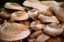 Shiitake: Fungi MB